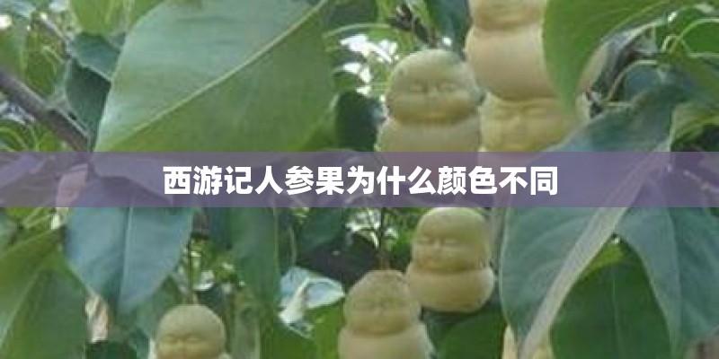 西游记人参果为什么颜色不同