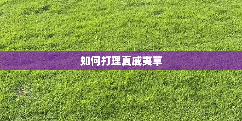 如何打理夏威夷草
