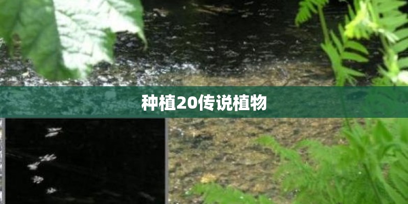 种植20传说植物