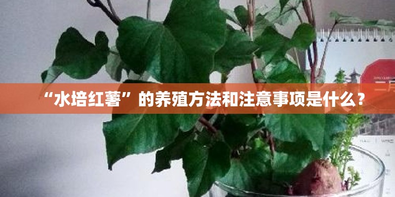“水培红薯”的养殖方法和注意事项是什么？