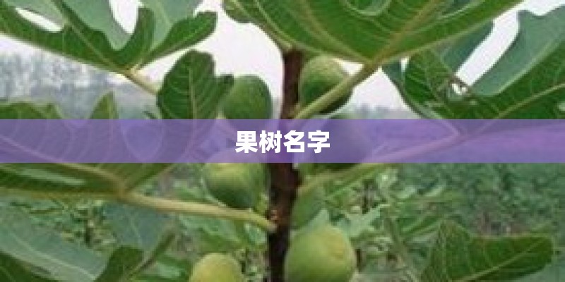 果树名字