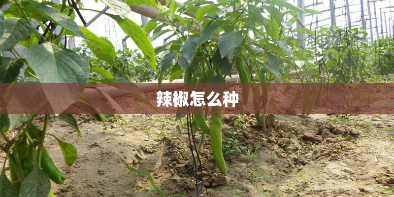 辣椒怎么种