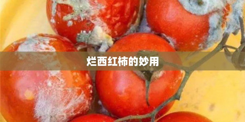 烂西红柿的妙用