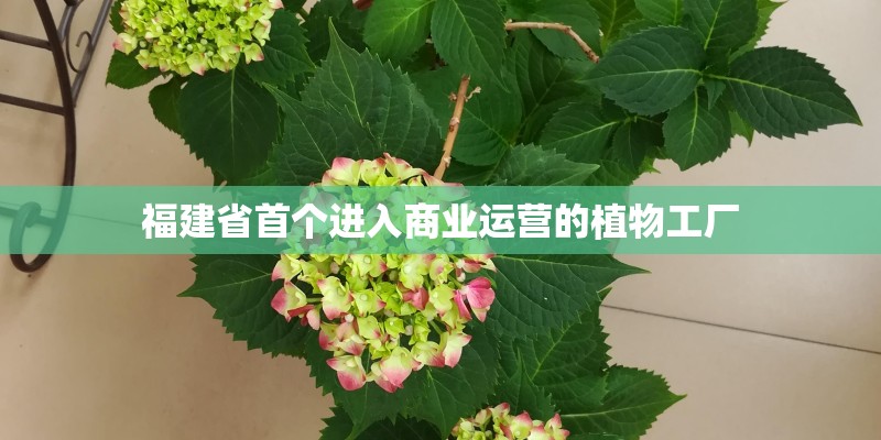 福建省首个进入商业运营的植物工厂 福建省首个进入商业运营的植物工厂