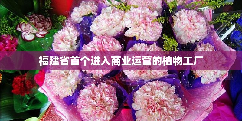 福建省首个进入商业运营的植物工厂 福建省首个进入商业运营的植物工厂