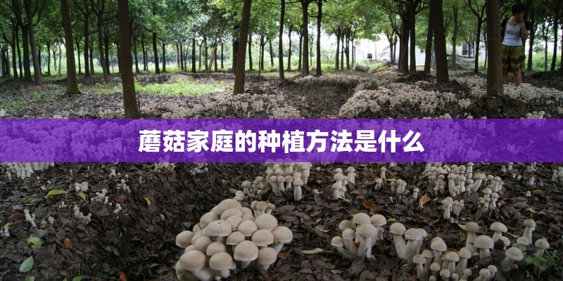 蘑菇家庭的种植方法是什么 蘑菇家庭的种植方法是什么