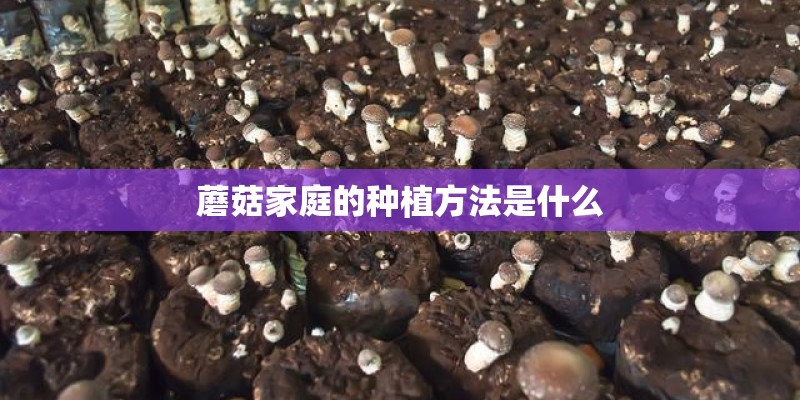 蘑菇家庭的种植方法是什么 蘑菇家庭的种植方法是什么