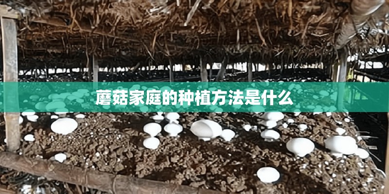蘑菇家庭的种植方法是什么 蘑菇家庭的种植方法是什么