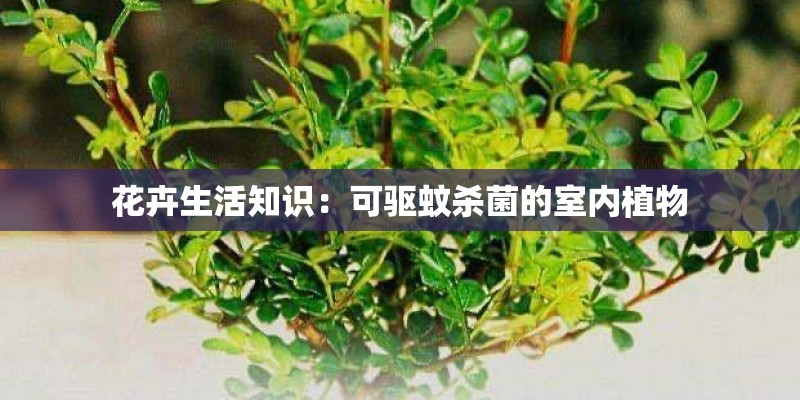 花卉生活知识：可驱蚊杀菌的室内植物