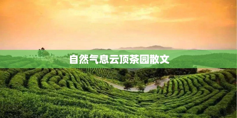 自然气息云顶茶园散文 自然气息云顶茶园散文