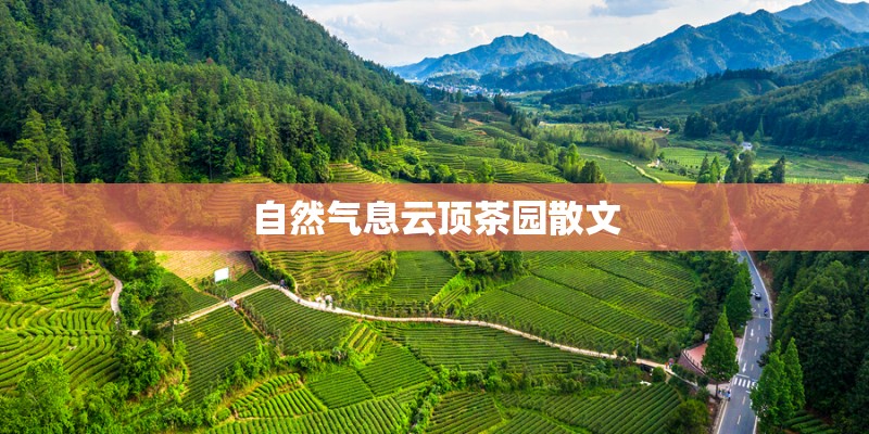 自然气息云顶茶园散文 自然气息云顶茶园散文