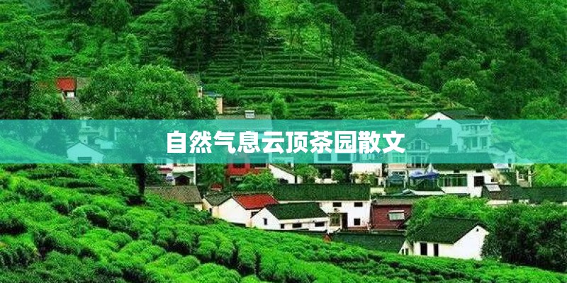 自然气息云顶茶园散文 自然气息云顶茶园散文